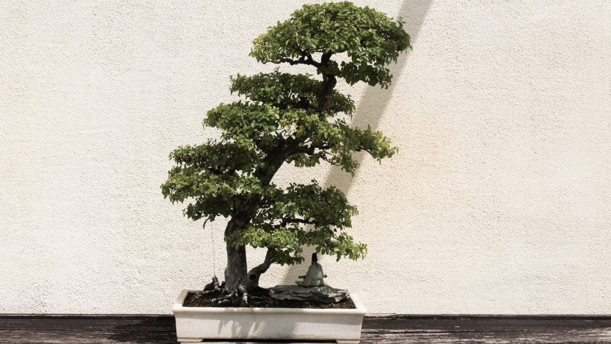 Most Expensive Plants in World শুধু বনসাই নয়, বিশ্বের সবথেকে দামি ১০