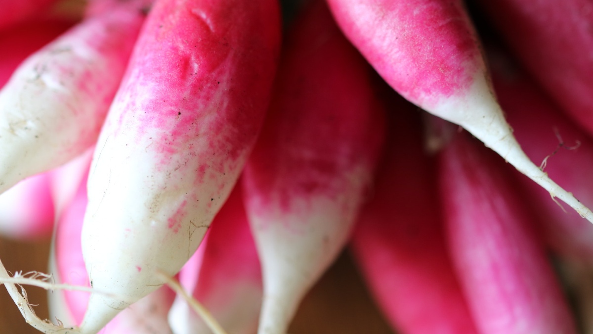 Benefits of Radish ওজন নিয়ন্ত্রণে রাখা থেকে হজমশক্তি বাড়াতে রোজ খান