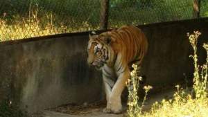 মূর্তি নদীর কান ঘেঁষা জলদাপাড়ার 'হলং', আশ্চর্য ডুয়ার্সে কয়েকদিন