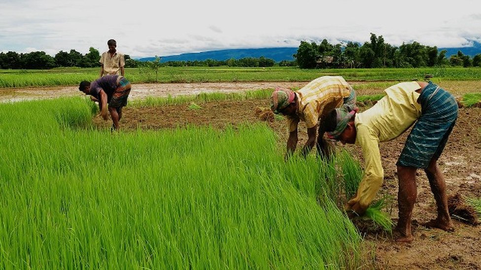 বাংলাদেশ, কৃষক, বিজ্ঞানী, আলোক ফাঁদ