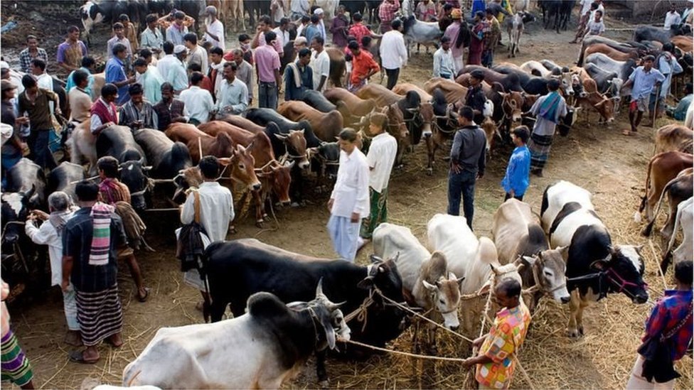 গরুর হাট