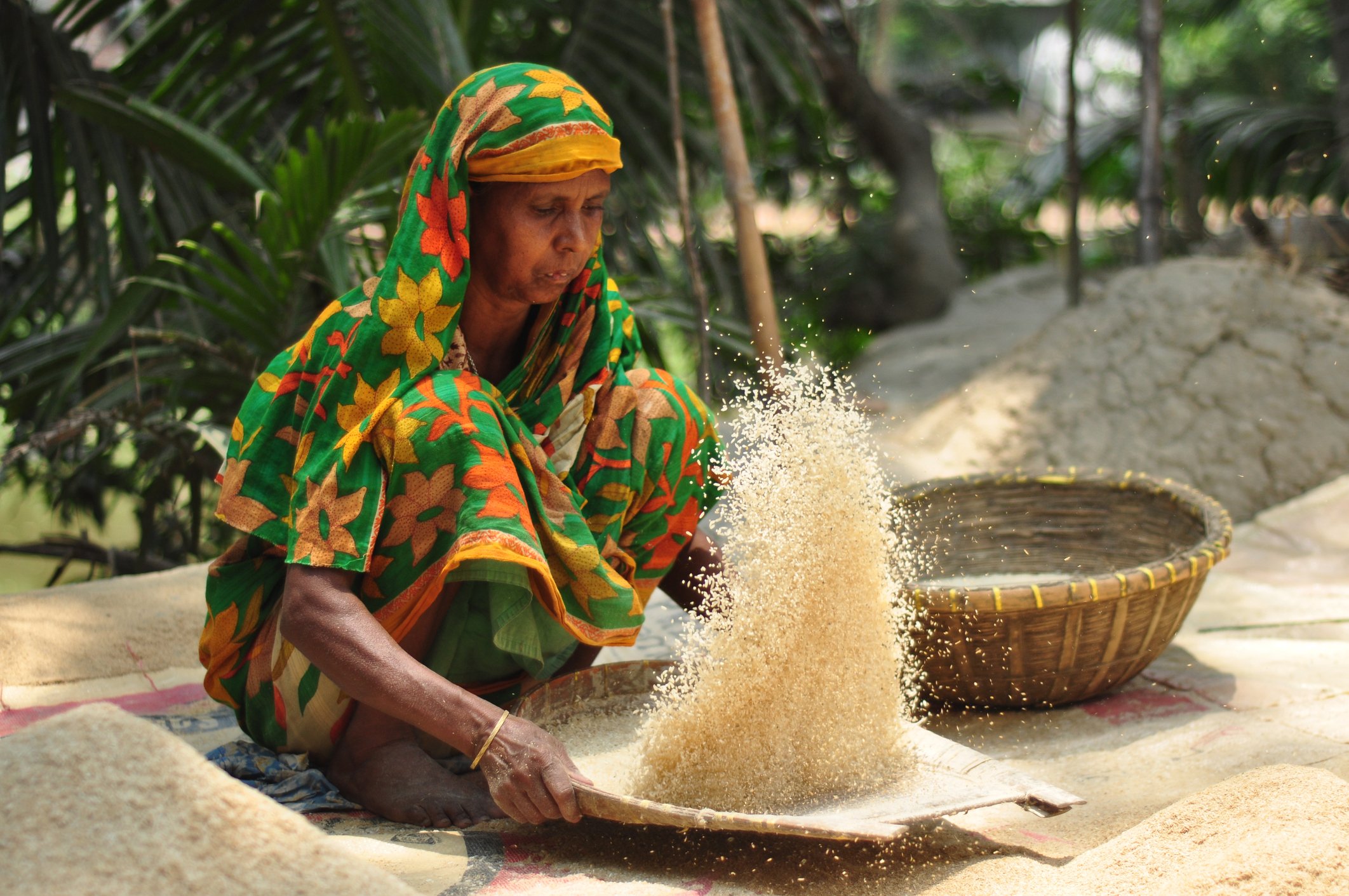 বাংলাদেশে স্বাধীনতার পর হতে খাদ্য উৎপাদন বেড়েছে তিনগুন বাংলাদেশে স্বাধীনতার পর হতে খাদ্য উৎপাদন বেড়েছে তিনগুন