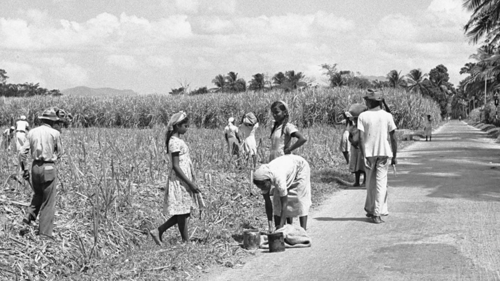 Indian workers in a sugarcane field Indian workers in a sugarcane field